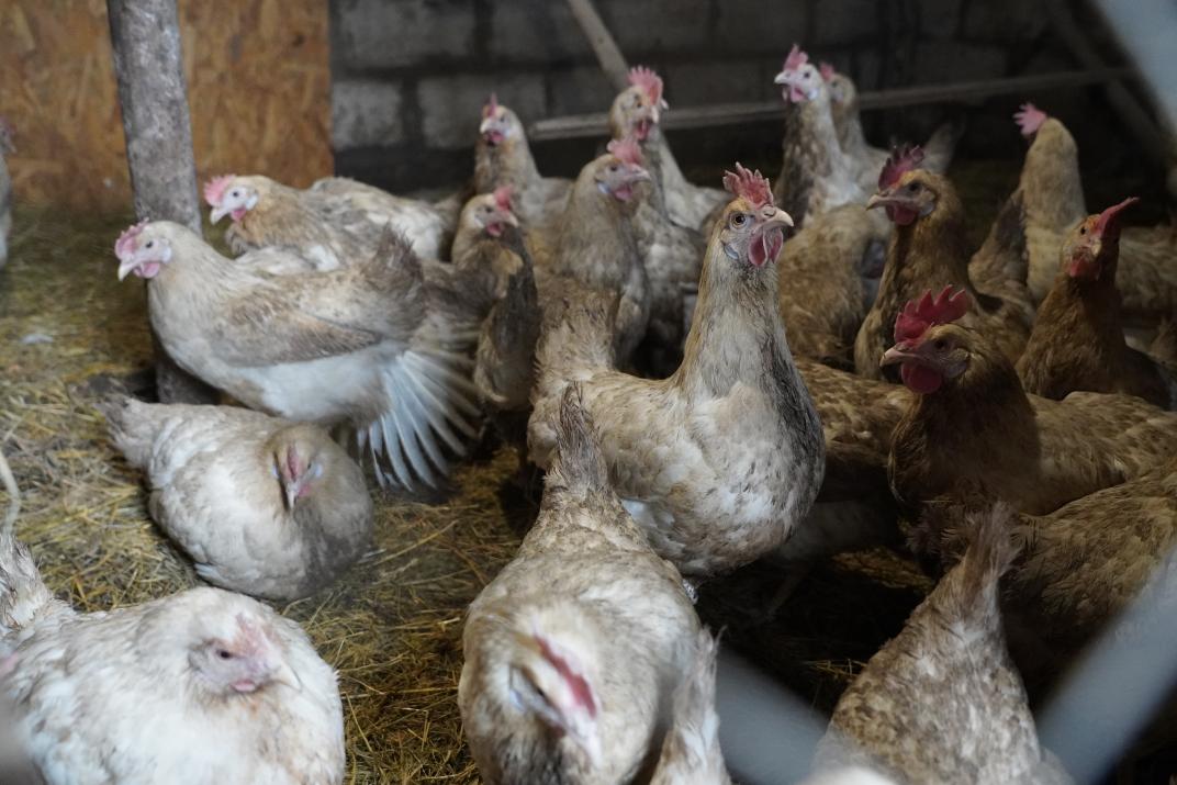 Ivan showing a small rabbit