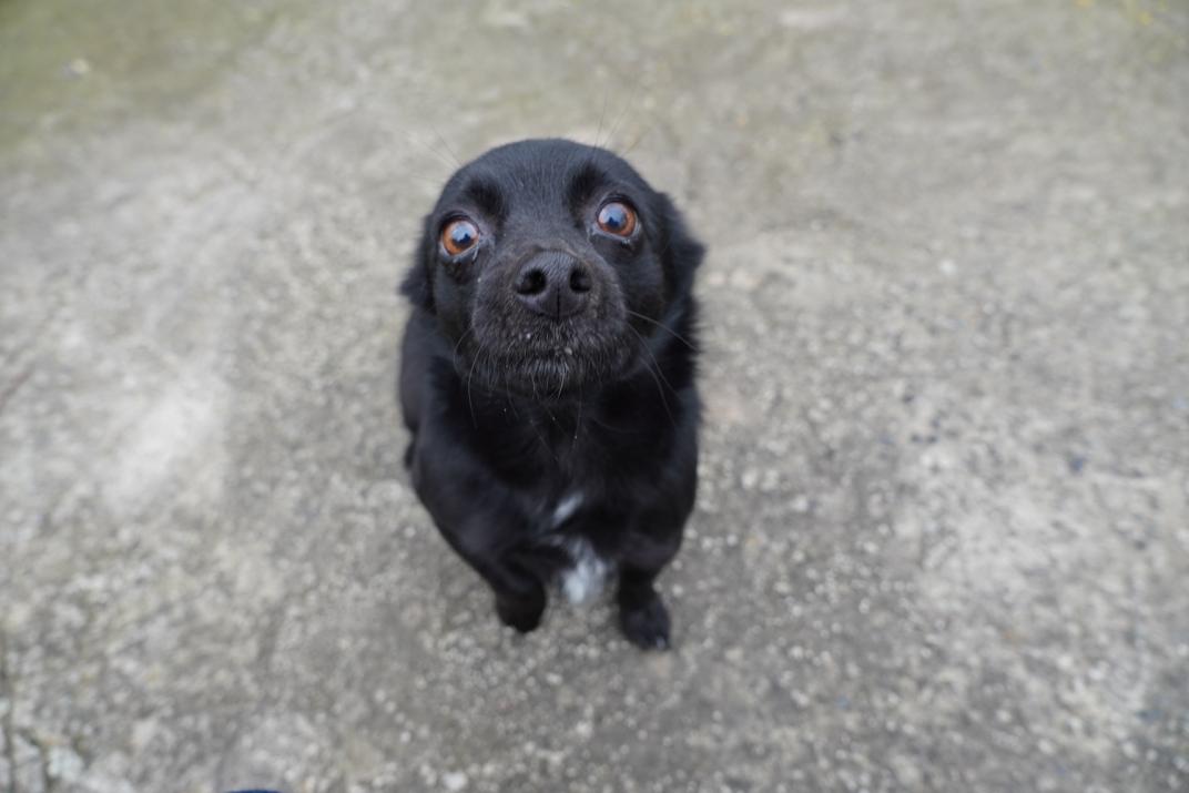 Liusia the dog greets the Estonian Refugee Council team. Kherson oblast, Novopavlivka village. December 9, 2025. Photo: Dana Selezen, ERC.
