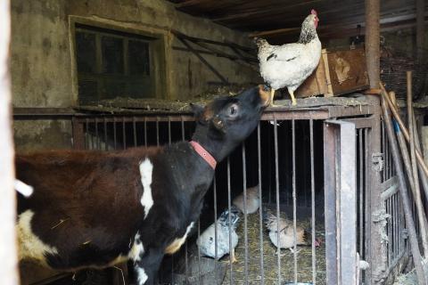 Olena’s cow curiously investigating